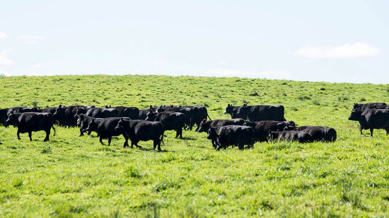 cows grazing in an open field