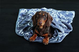 Dachshund in thorw blanket