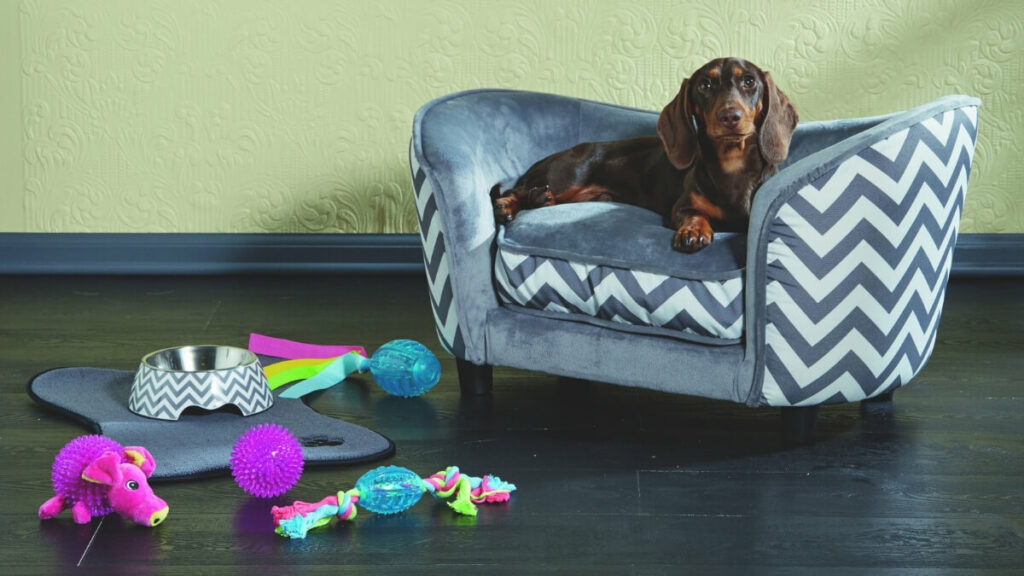 basset hound dog sitting in sofa with toys