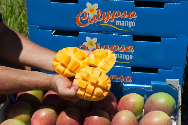 FR Calypso Mango Dimbulah Packaged